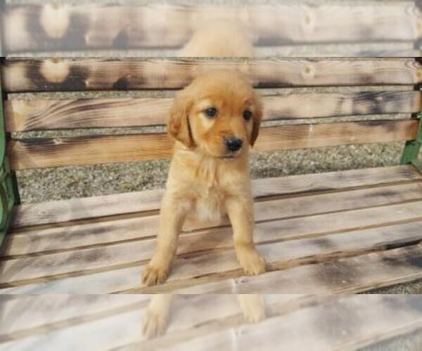 Medium Photo #1 Golden Retriever Puppy For Sale in LEON, KS, USA