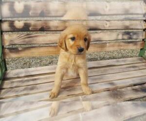 Golden Retriever Puppy for Sale in LEON, Kansas USA