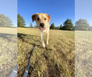 Ernie - Male German Shepherd Dog-Great Pyrenees Mix Dog for Adoption - Photo #11
