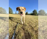 Small #10 German Shepherd Dog-Great Pyrenees Mix