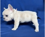 Small Photo #11 French Bulldog Puppy For Sale in MONROE, GA, USA