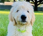 Puppy Neon Green Tank Goldendoodle