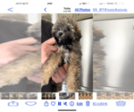 Small Photo #2 Poodle (Toy)-ShihPoo Mix Puppy For Sale in MUNDELEIN, IL, USA