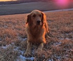 Small #4 Golden Retriever
