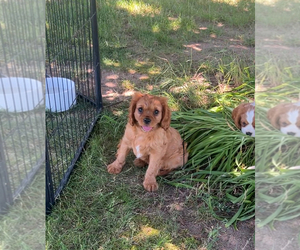 Cavalier King Charles Spaniel Puppy for sale in NILES, MI, USA