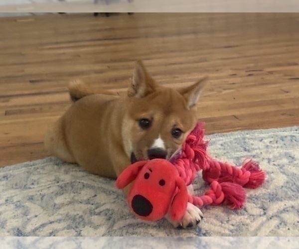 Medium Photo #23 Shiba Inu Puppy For Sale in HARRISONBURG, VA, USA