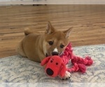 Small #22 Shiba Inu