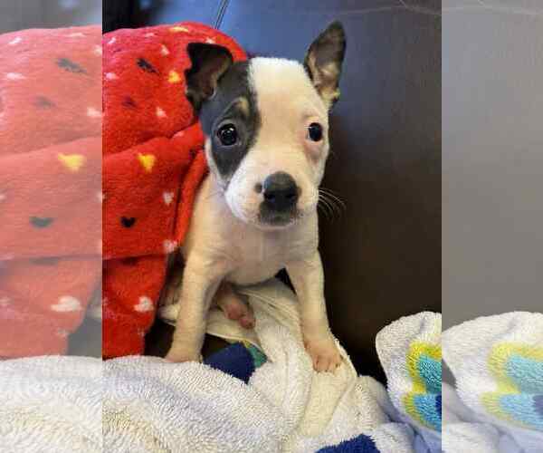 Medium Photo #4 American Staffordshire Terrier-Unknown Mix Puppy For Sale in Holly Springs, NC, USA