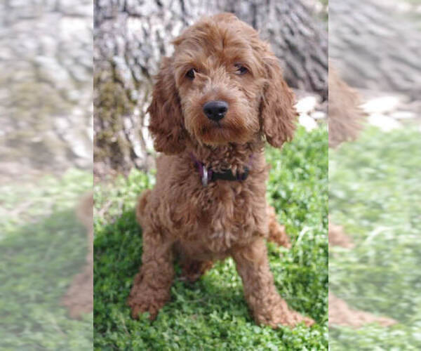 Medium Photo #1 Cock-A-Poo Puppy For Sale in SALEM, MO, USA