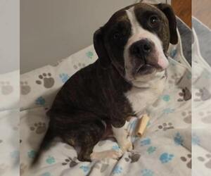 Bulldog-Unknown Mix Dogs for adoption in Martinsburg, WV, USA