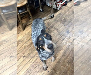 Bluetick Coonhound Dogs for adoption in Rockaway, NJ, USA