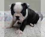 Puppy Bonnie Boston Terrier