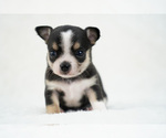 Small Photo #3 Chihuahua Puppy For Sale in UNION GROVE, NC, USA