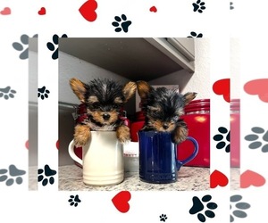 Yorkshire Terrier Puppy for Sale in FORT WORTH, Texas USA