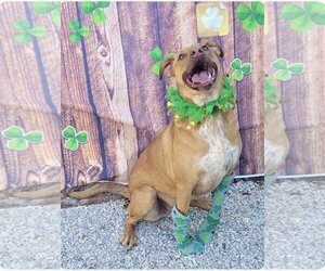 Labrador Retriever-Red Heeler Mix Dogs for adoption in Stover, MO, USA