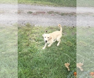 Medium Labrador Retriever