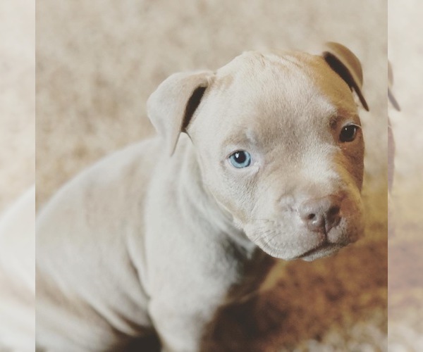Medium Photo #9 American Pit Bull Terrier Puppy For Sale in OVERLAND, KS, USA