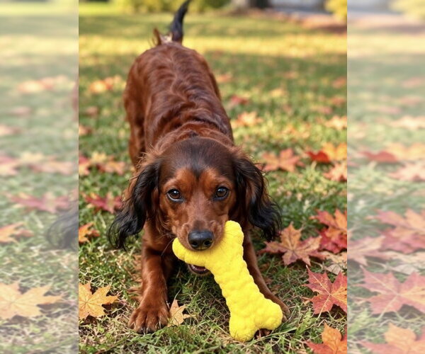 Medium Photo #2 Cavalier King Charles Spaniel-Irish Setter Mix Puppy For Sale in Cuyahoga Falls , OH, USA