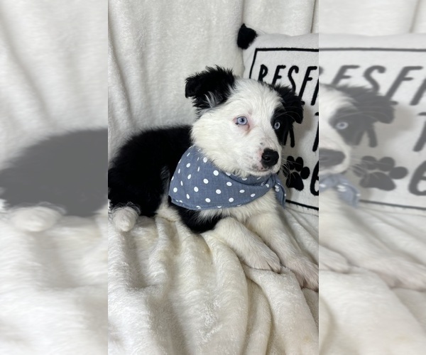 Medium Photo #4 Australian Shepherd Puppy For Sale in GREENFIELD, IN, USA