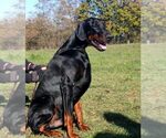 Small Photo #31 Doberman Pinscher Puppy For Sale in FORT LAUDERDALE, FL, USA