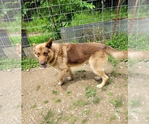 Father of the German Shepherd Dog puppies born on 07/09/2025