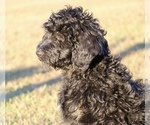 Small Photo #7 Bernedoodle Puppy For Sale in BROADWAY, NC, USA