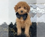 Small Photo #6 Goldendoodle (Miniature) Puppy For Sale in BULLARD, TX, USA