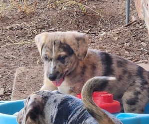 Catahoula Leopard Dog-German Shepherd Dog Mix Puppy for sale in ABERNATHY, TX, USA