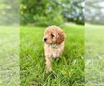Puppy Gus Goldendoodle (Miniature)