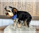 Small #7 Yorkshire Terrier