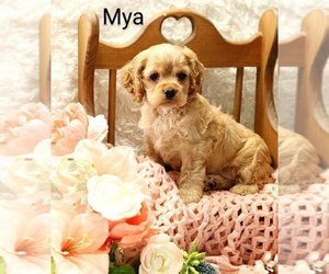 Cocker Spaniel Puppy for sale in LOYAL, WI, USA