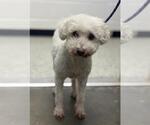 Small Poodle (Standard)