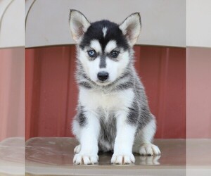 Pomsky Puppy for sale in FREDERICKSBG, OH, USA