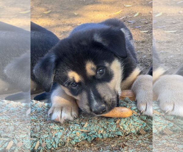 Medium Photo #2 Gerberian Shepsky Puppy For Sale in Corona, CA, USA