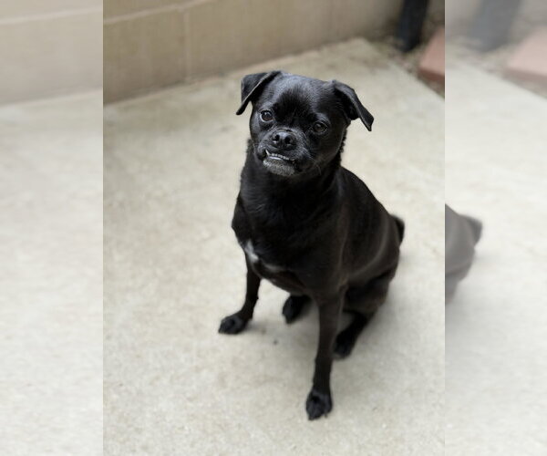 Medium Photo #1 Pug-Unknown Mix Puppy For Sale in Mission Viejo, CA, USA