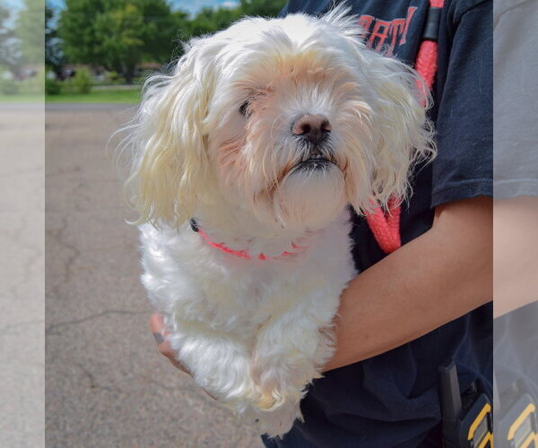 Medium Photo #3 Mal-Shi Puppy For Sale in Huntley, IL, USA
