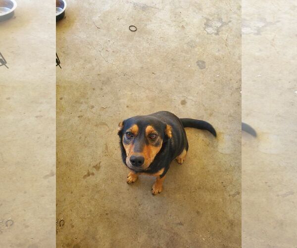 Medium Photo #1 Boxer-Feist Terrier Mix Puppy For Sale in Horn Lake, MS, USA