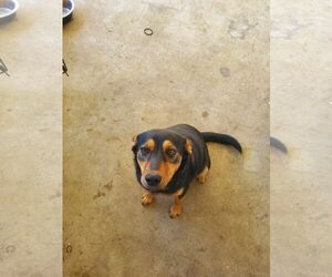 Boxer-Feist Terrier Mix Dogs for adoption in Horn Lake, MS, USA