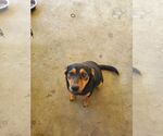 Small Boxer-Feist Terrier Mix