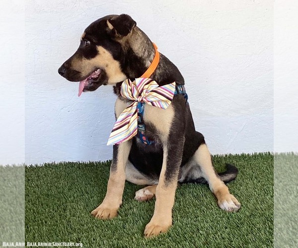 Medium Photo #2 German Shepherd Dog-Unknown Mix Puppy For Sale in San Diego, CA, USA
