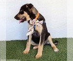 Small Photo #2 German Shepherd Dog-Unknown Mix Puppy For Sale in San Diego, CA, USA