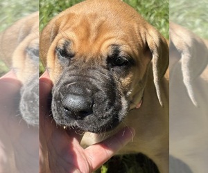 Medium Great Dane