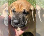 Puppy Pink girl Great Dane