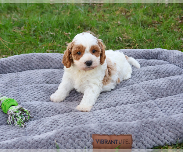 Medium Photo #3 Cavapoo (Miniature) Puppy For Sale in SYRACUSE, IN, USA