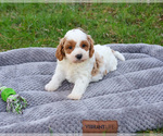 Small #2 Cavapoo (Miniature)