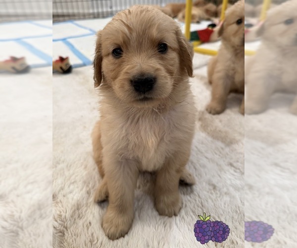Medium Photo #60 Golden Retriever Puppy For Sale in EXTON, PA, USA