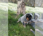 Small Photo #2 Australian Cattle Dog Puppy For Sale in CORA, WY, USA