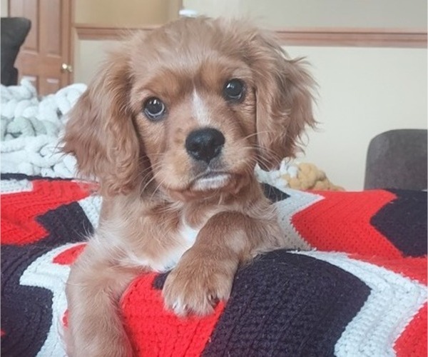 Medium Photo #7 Cavalier King Charles Spaniel Puppy For Sale in BELVIDERE, IL, USA