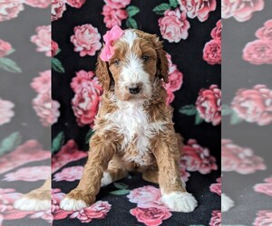 Irish Doodle Puppy for sale in BAINBRIDGE, MD, USA