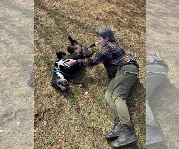 Medium Photo #3 Eurasier-German Shepherd Dog Mix Puppy For Sale in Front Royal, VA, USA